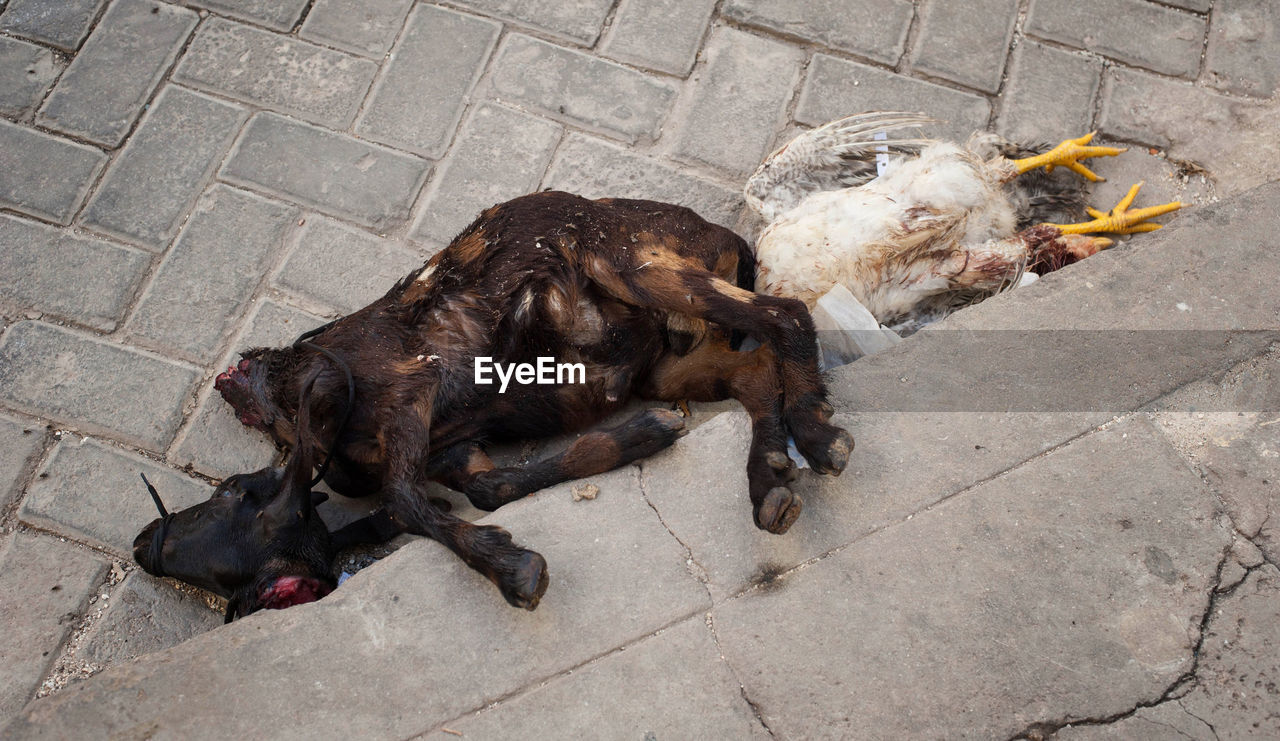 High angle view of dead goat and hen outdoors