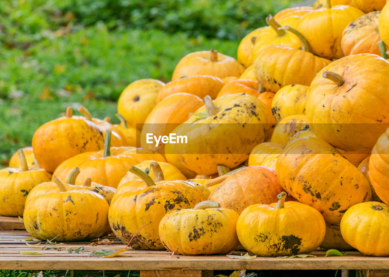 pumpkins for sale