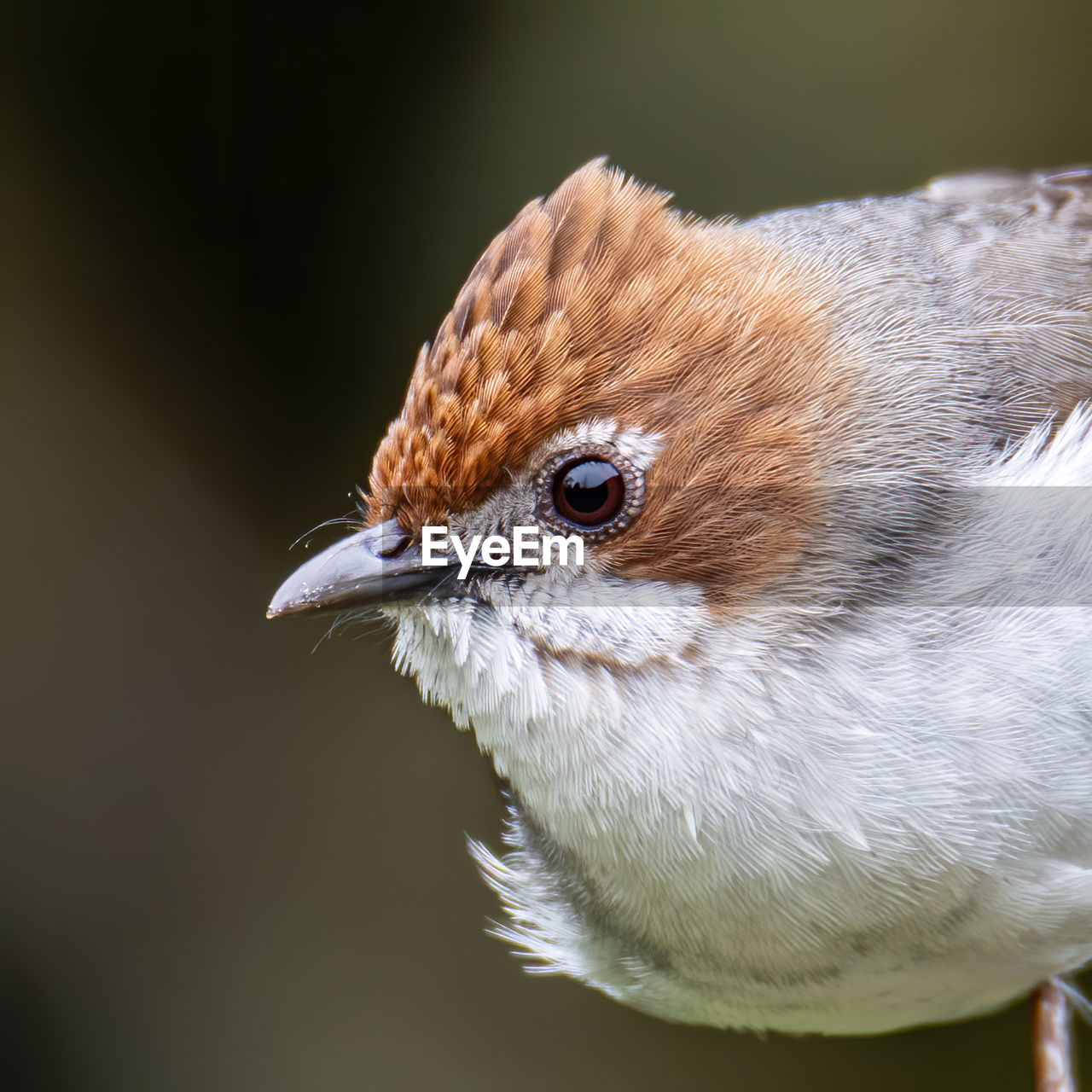 Nature wildlife endemic bird of borneo chestnut crested yuhina on perch at sabah, borneo