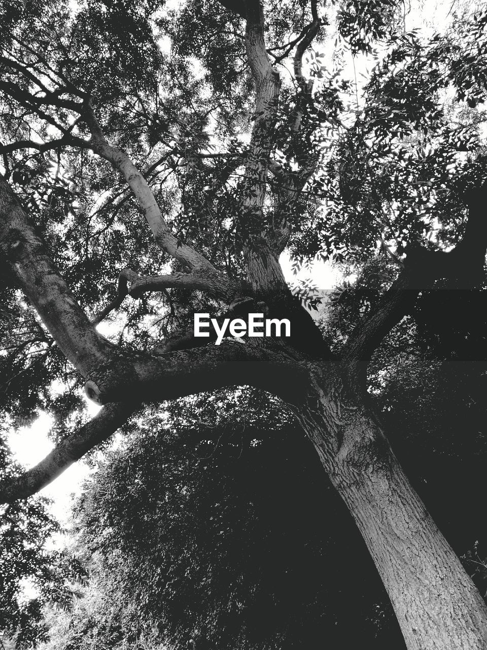 LOW ANGLE VIEW OF TREES AGAINST THE SKY