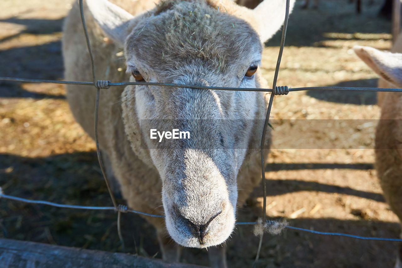 CLOSE-UP OF HORSE IN RANCH