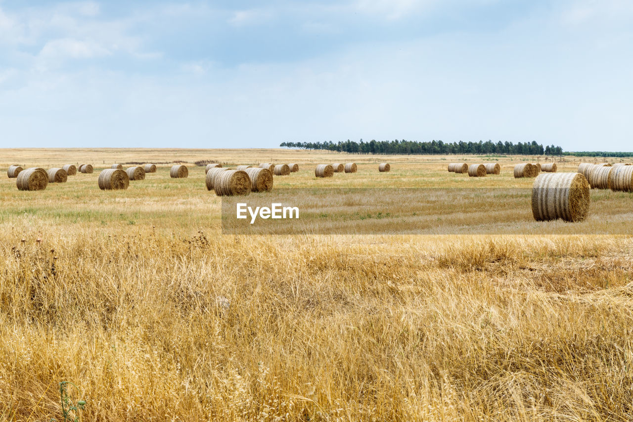 HAY BALES ON FIELD