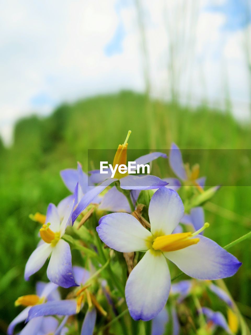 Close-up of flowers blooming in field