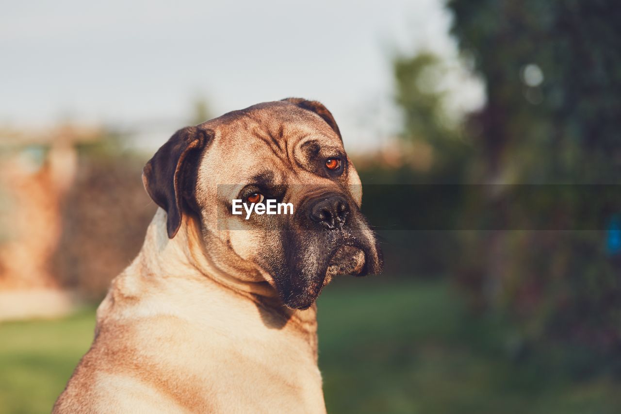 Close-up portrait of dog