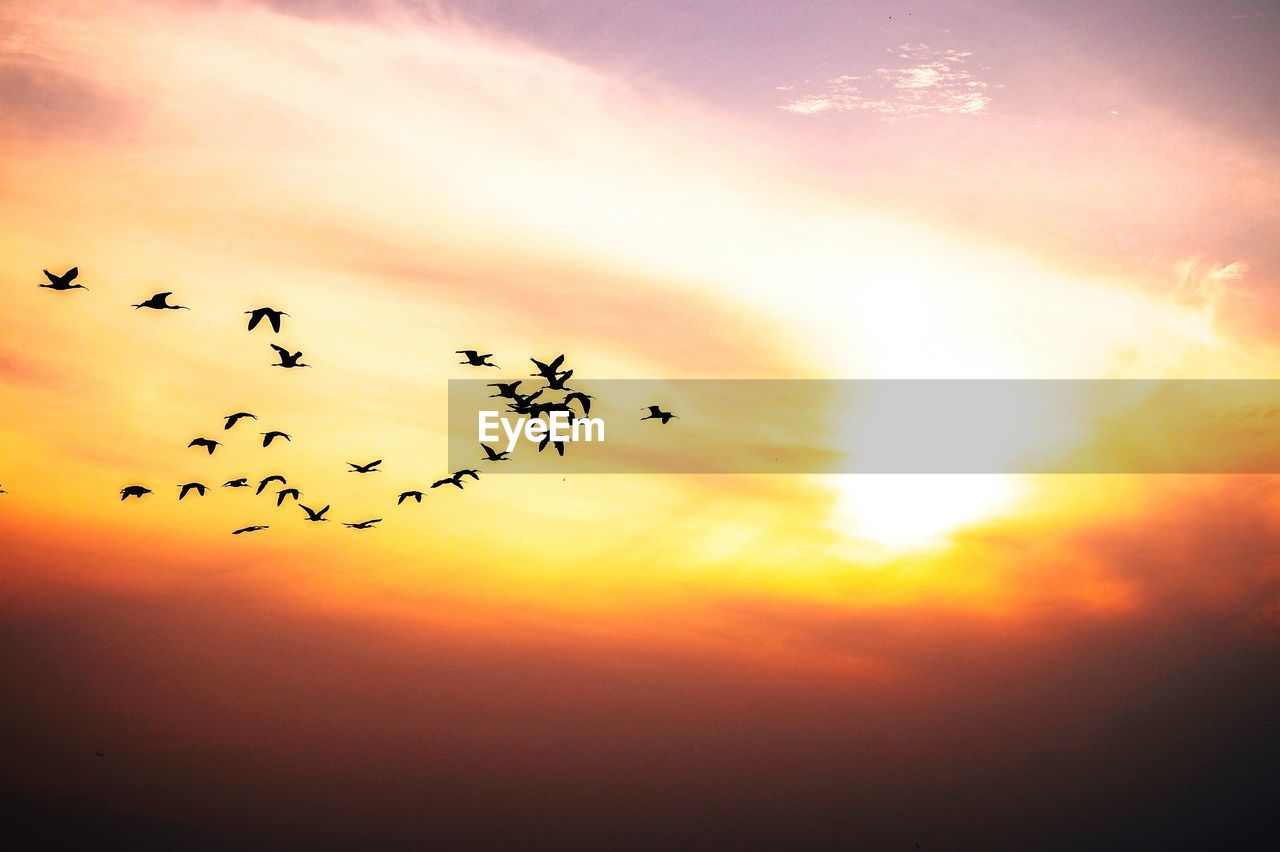 SILHOUETTE BIRDS FLYING AGAINST SKY AT SUNSET