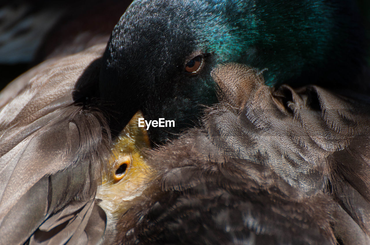 Close-up of bird