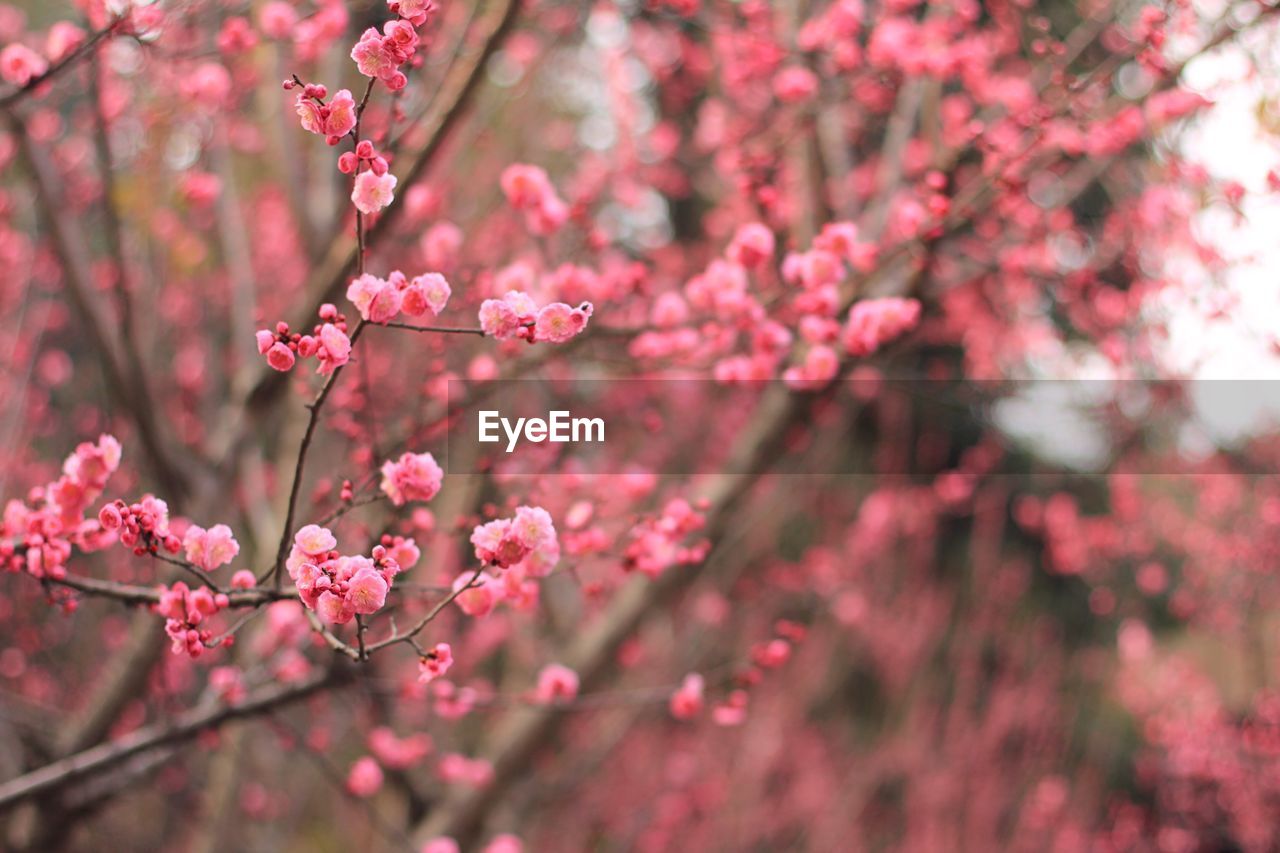 Close-up of pink flowers on branch