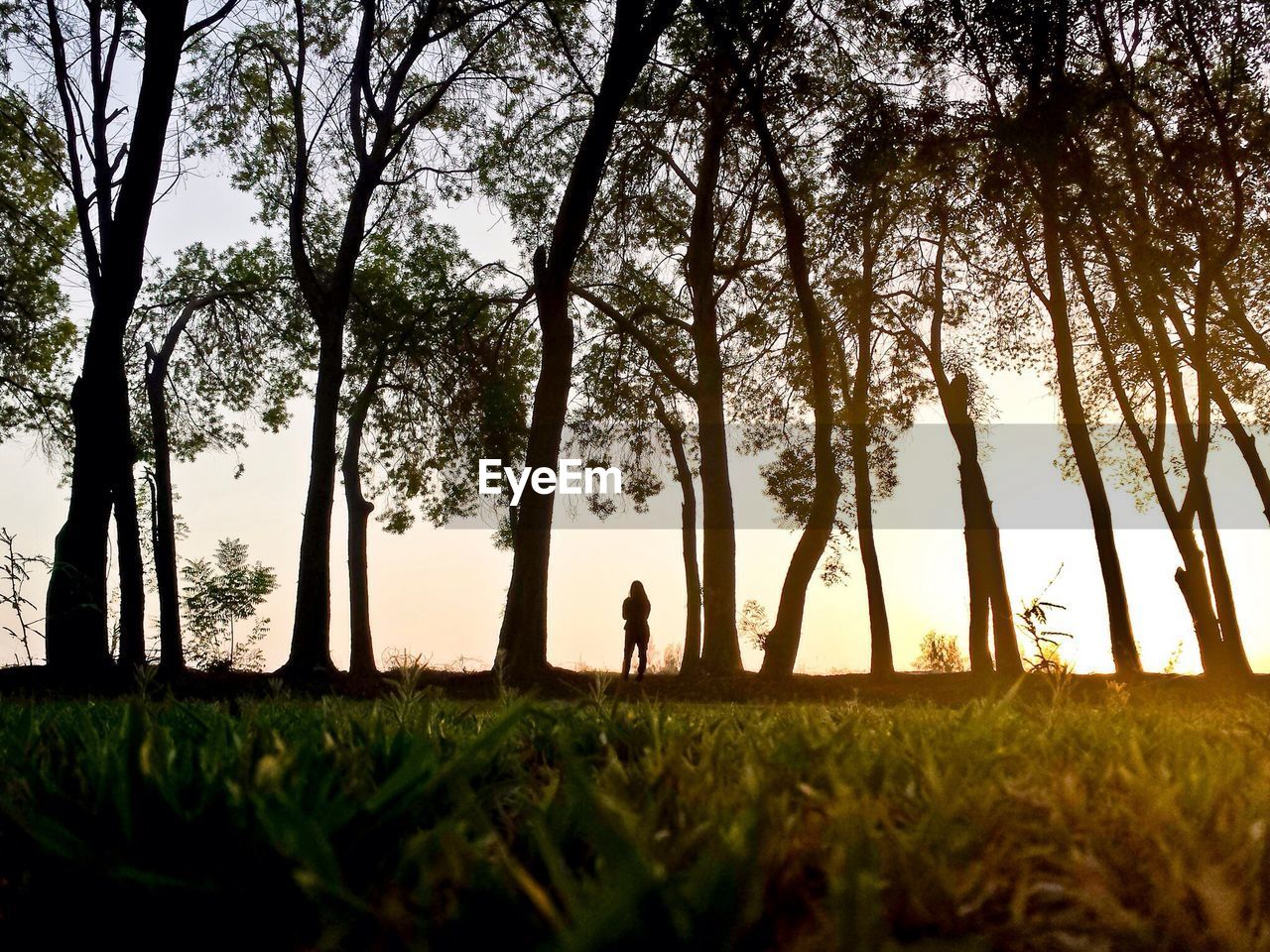 Silhouette of person among trees with grass field in foreground