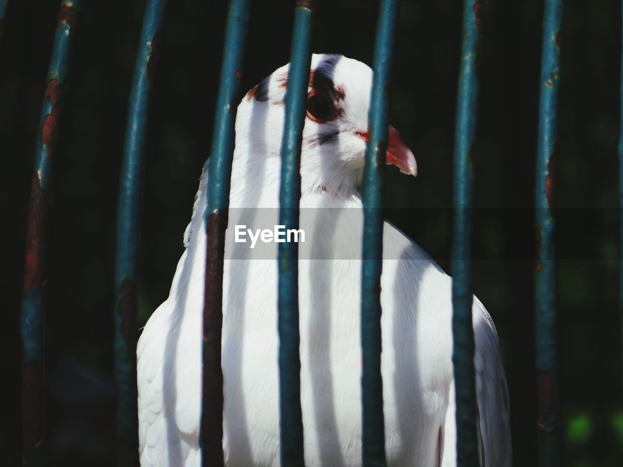 Close-up of white pigeon in cage