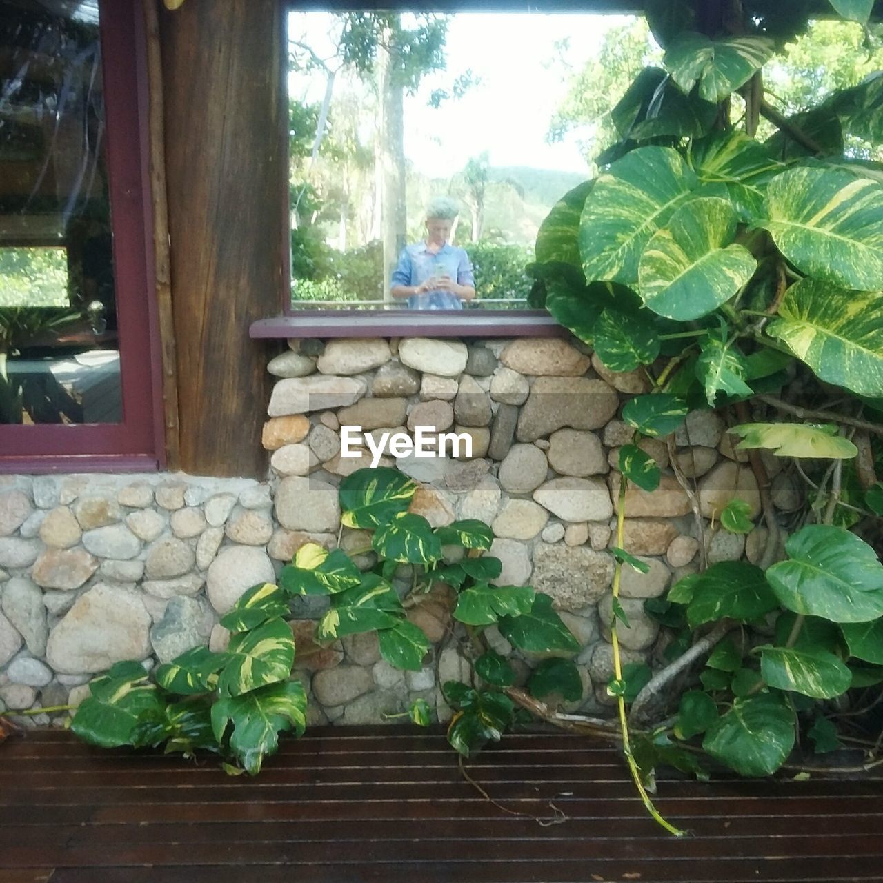 POTTED PLANTS AND TREE