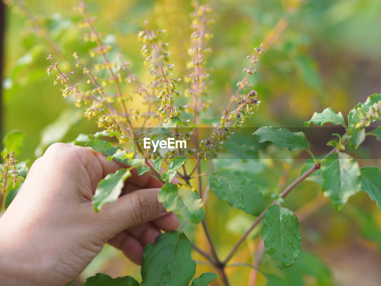 Midsection of person holding plant