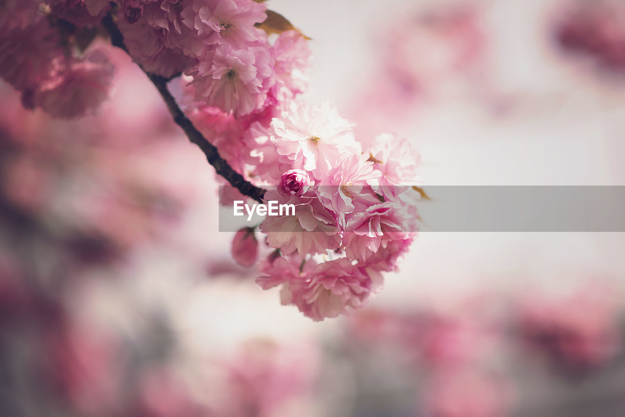 Close-up of pink cherry blossom