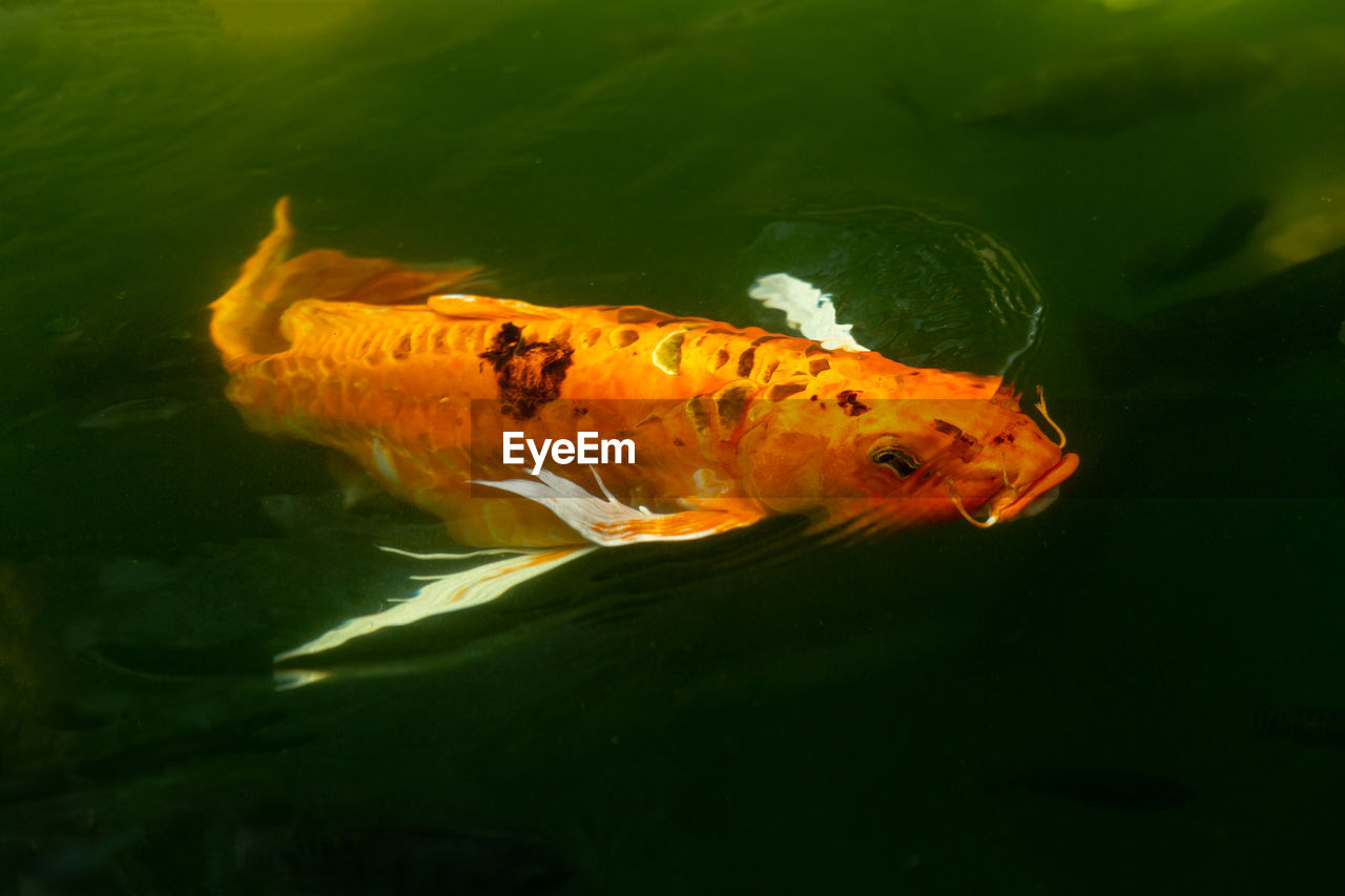 CLOSE-UP OF FISH SWIMMING