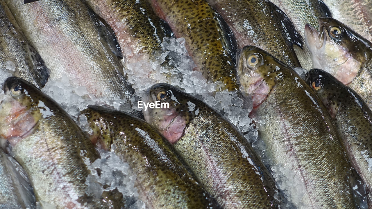 Close-up of fish for sale in market