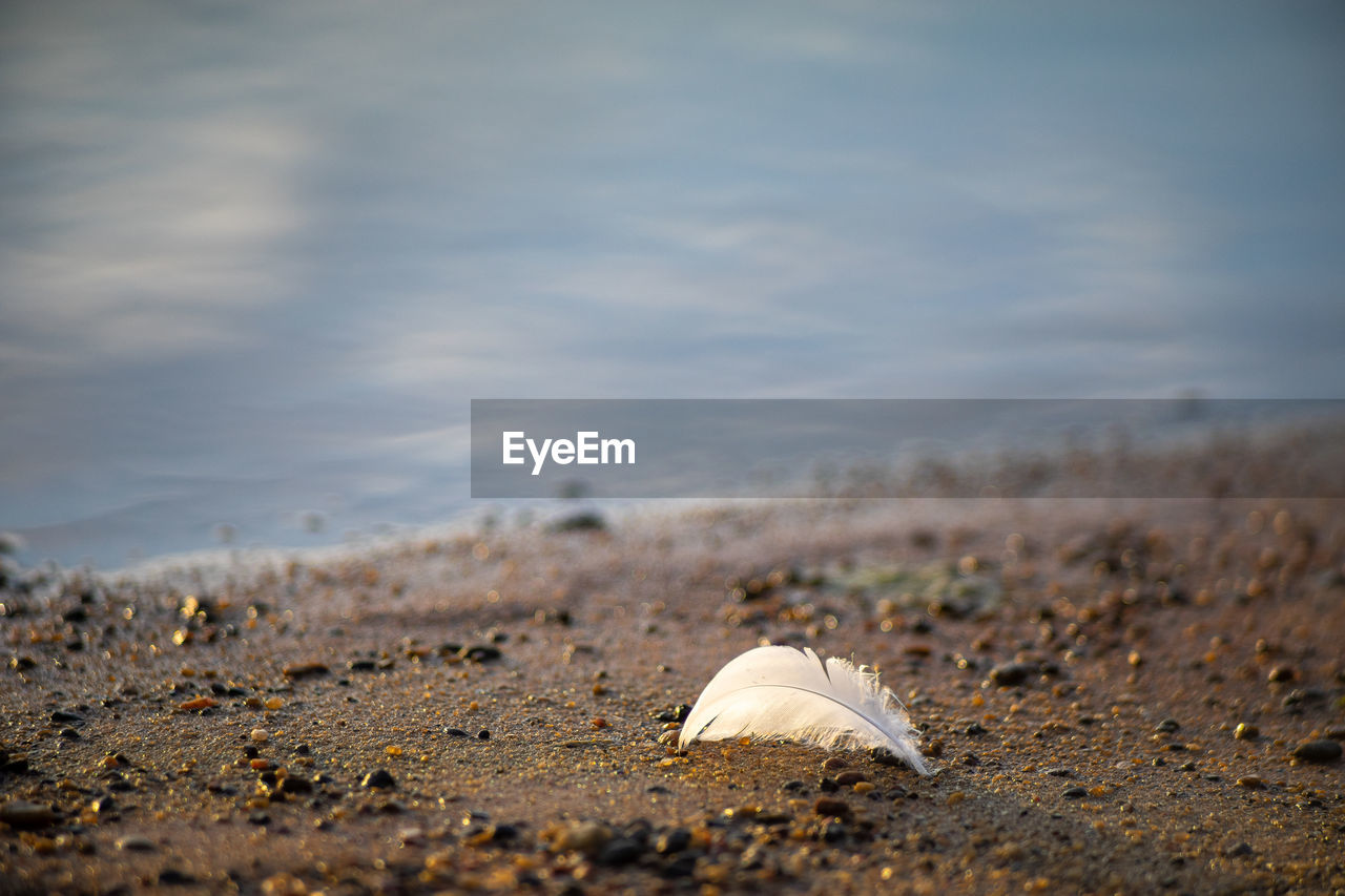 Surface level of feather on sandy beach against sky