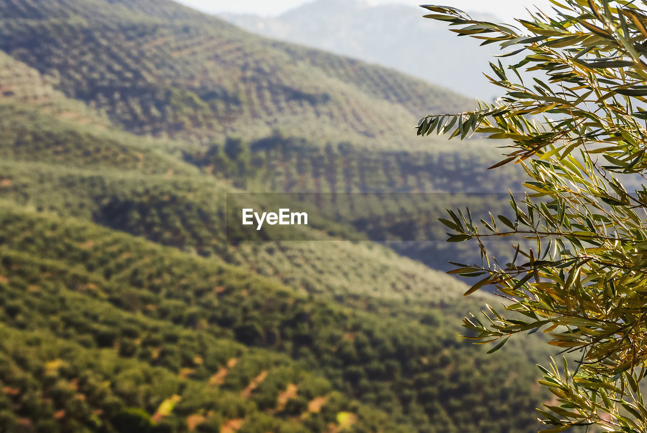 Scenic view of agricultural field against mountain