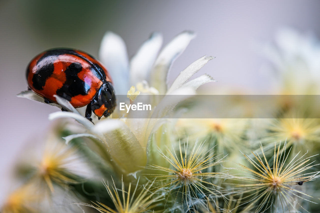 flower, close-up, plant, animal, beauty in nature, macro photography, insect, animal themes, animal wildlife, nature, flowering plant, ladybug, macro, wildlife, beetle, fragility, freshness, no people, one animal, outdoors, selective focus, environment, focus on foreground, springtime, growth, day