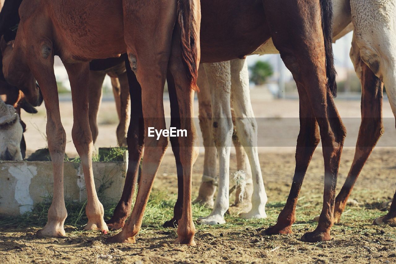 Low section of camels on field