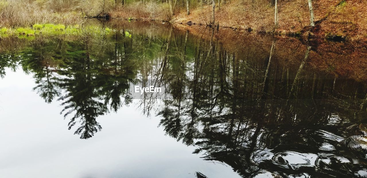 REFLECTION OF TREE IN LAKE