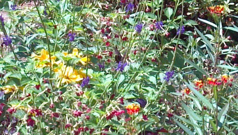 CLOSE-UP OF MULTI COLORED FLOWERS BLOOMING