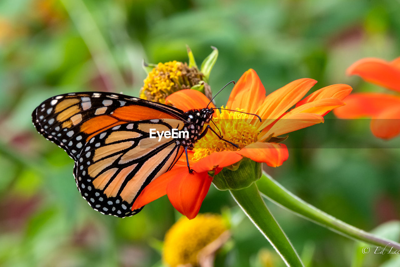 CLOSE-UP OF BUTTERFLY POLLINATING FLOWER