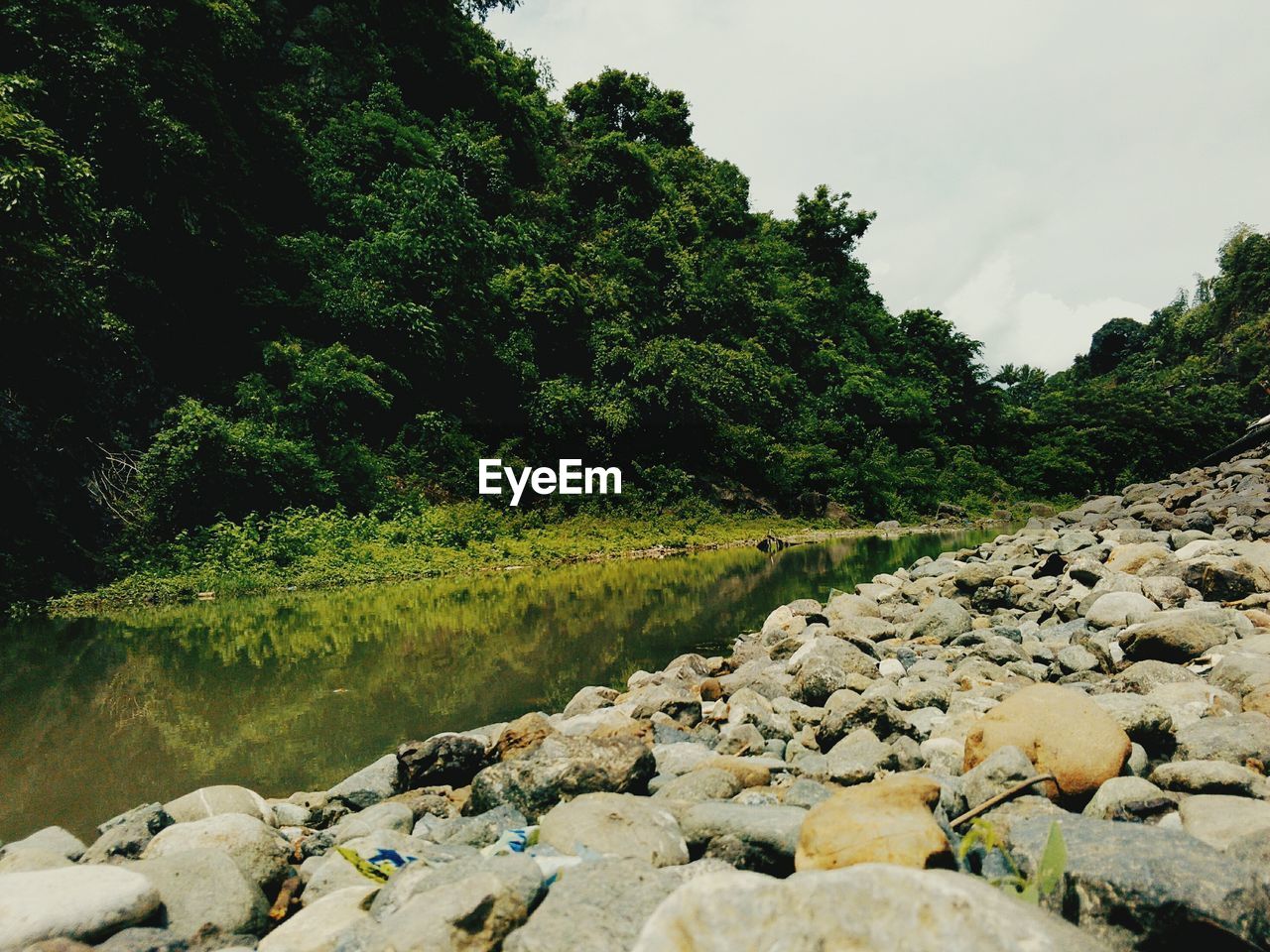Scenic view of river amidst trees in forest against sky