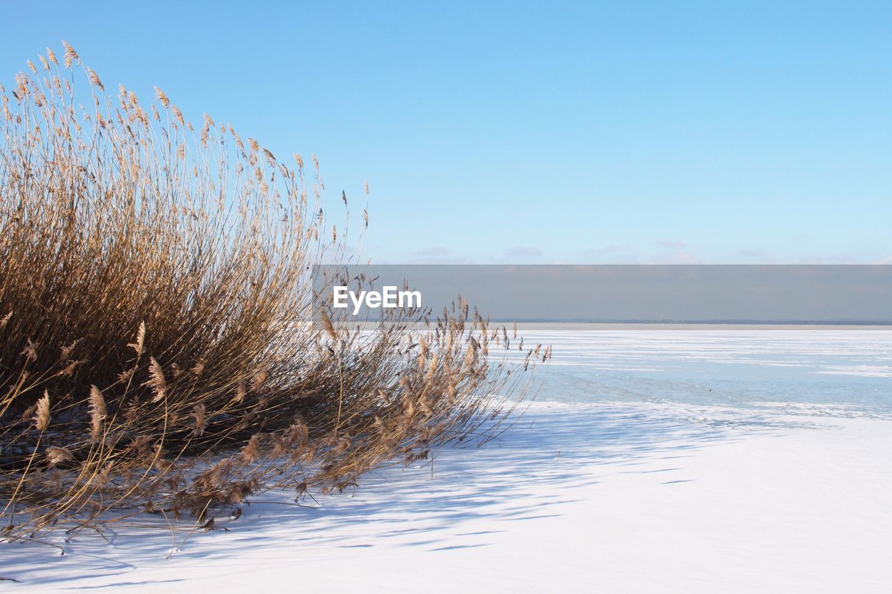 Scenic view of sea against clear blue sky