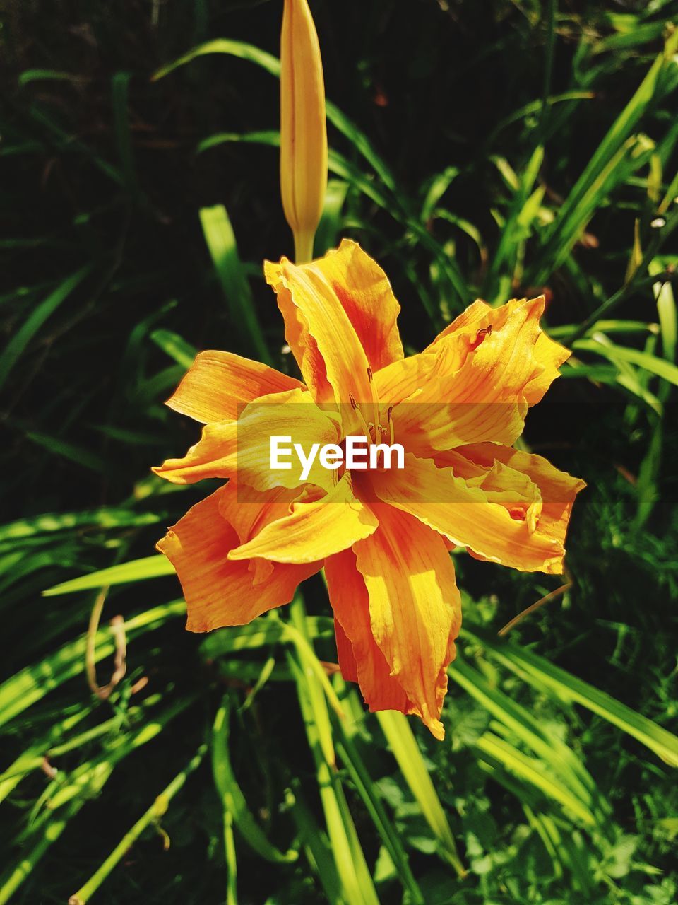 CLOSE-UP OF ORANGE FLOWER