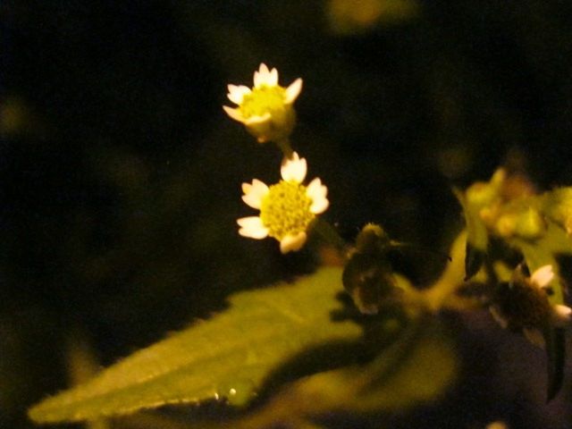 CLOSE-UP OF YELLOW FLOWERS