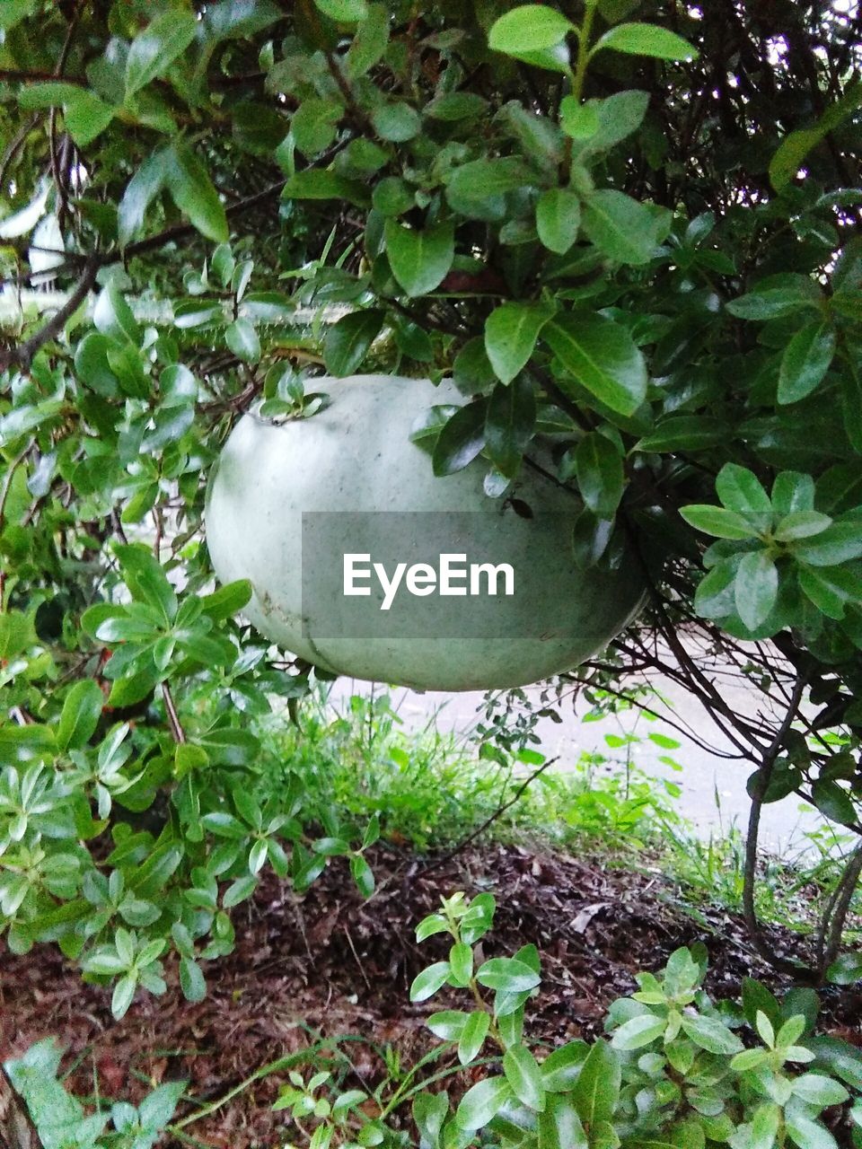 PLANTS GROWING ON TREE