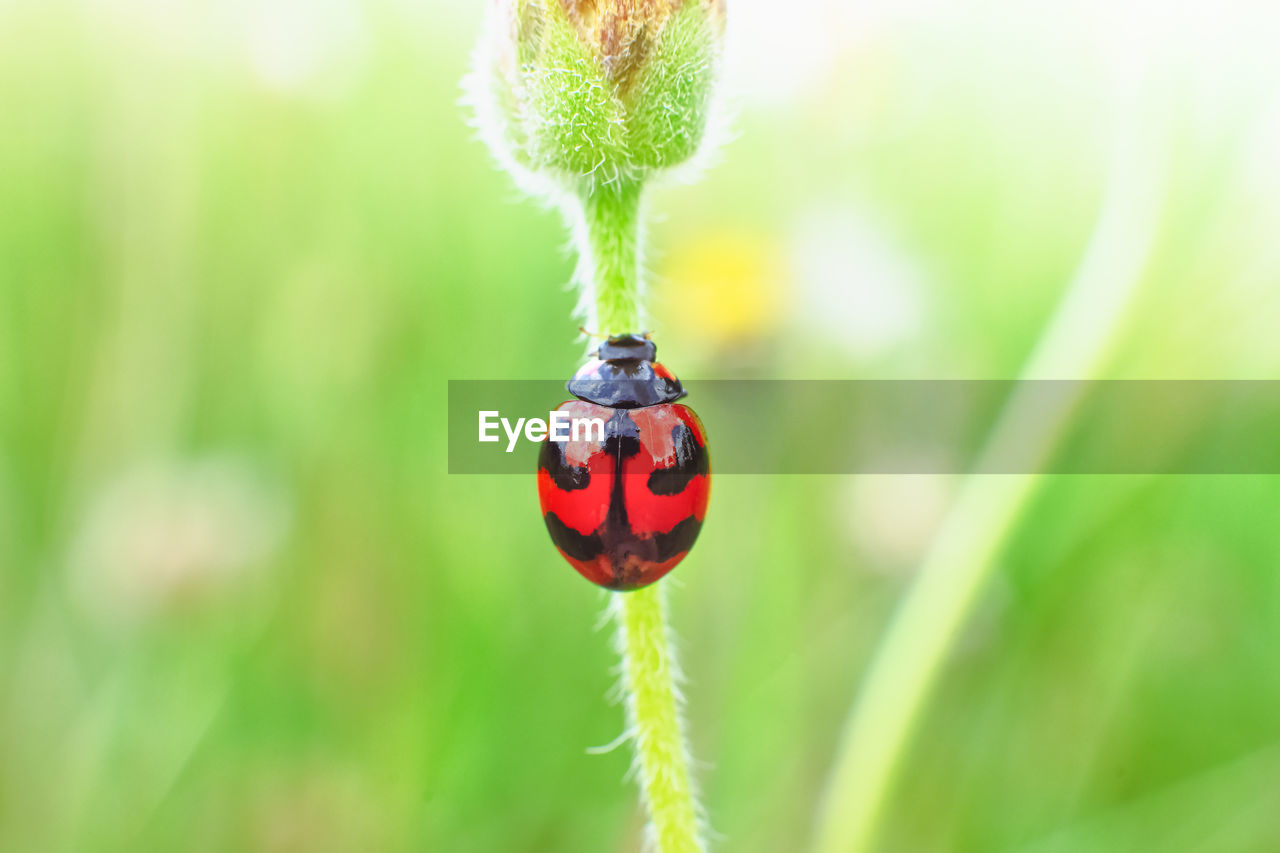 CLOSE-UP OF LADYBUG ON LEAF
