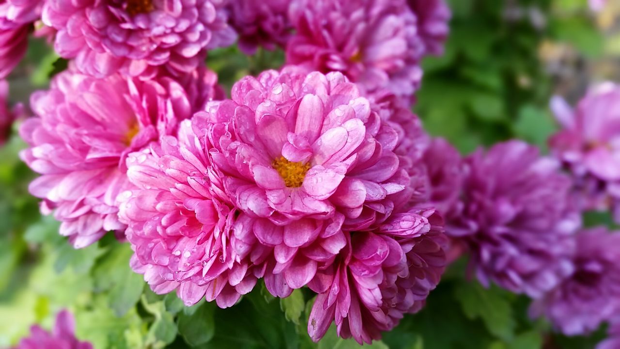 CLOSE-UP OF PINK FLOWER BLOOMING OUTDOORS