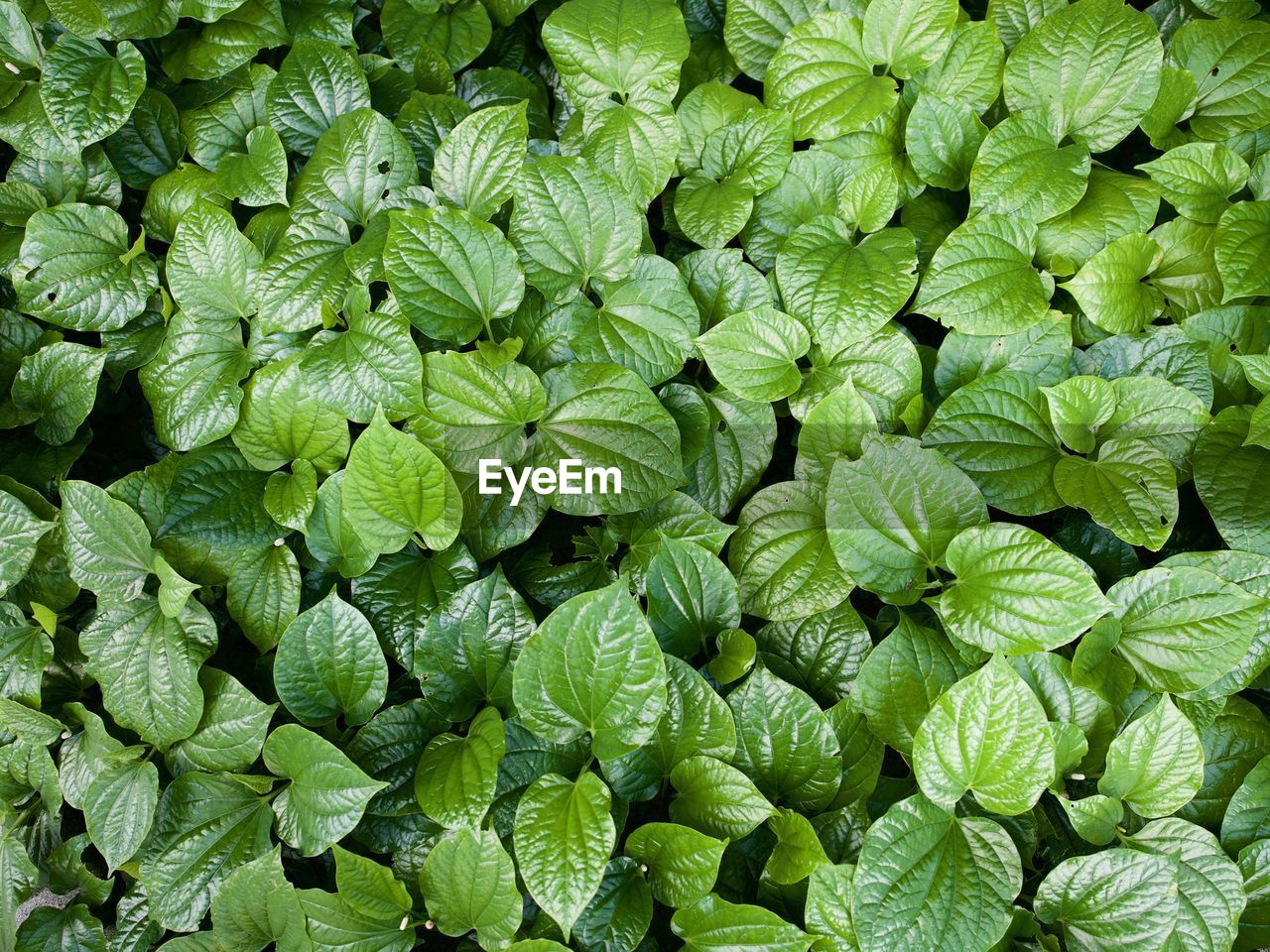 FULL FRAME SHOT OF GREEN PLANTS