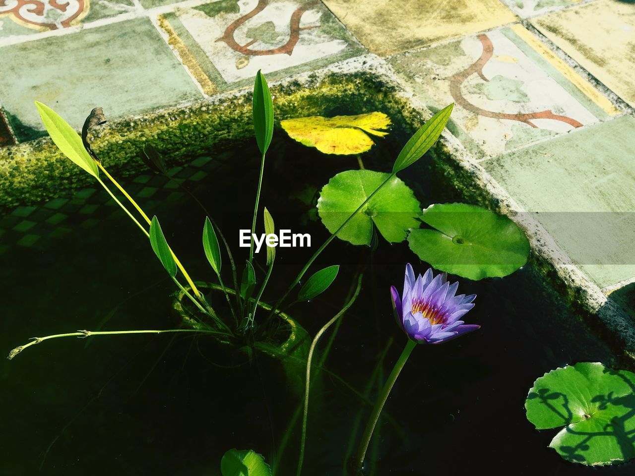 High angle view of water lily blooming in small pond