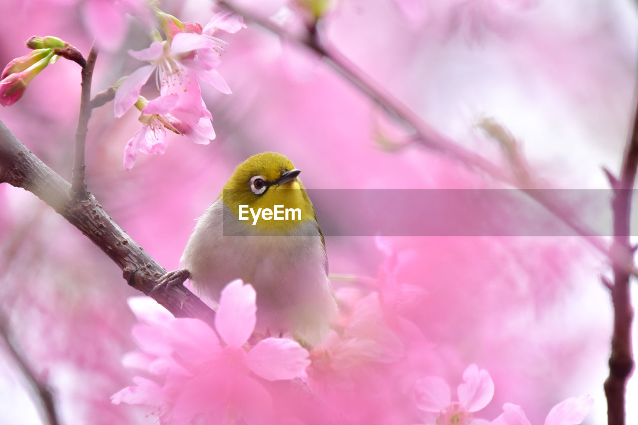 pink, plant, flower, animal, flowering plant, animal themes, beauty in nature, tree, bird, branch, blossom, nature, springtime, spring, animal wildlife, cherry blossom, one animal, freshness, no people, outdoors, fragility, petal, close-up, wildlife, macro photography, multi colored, perching