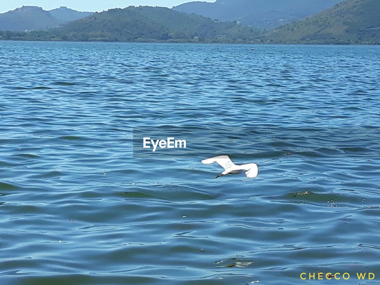 VIEW OF SEAGULL FLYING OVER LAKE