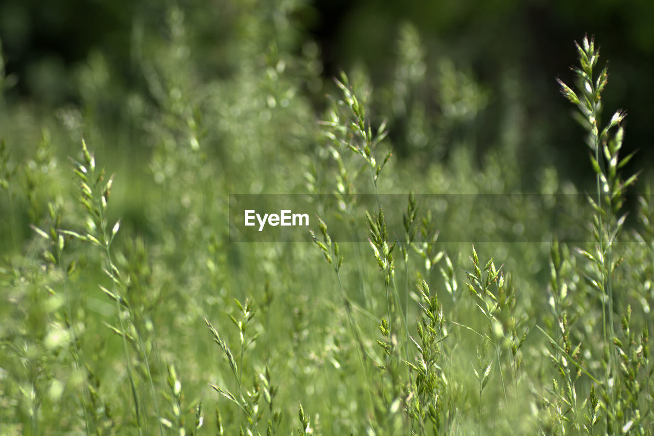 Close-up of grass on field