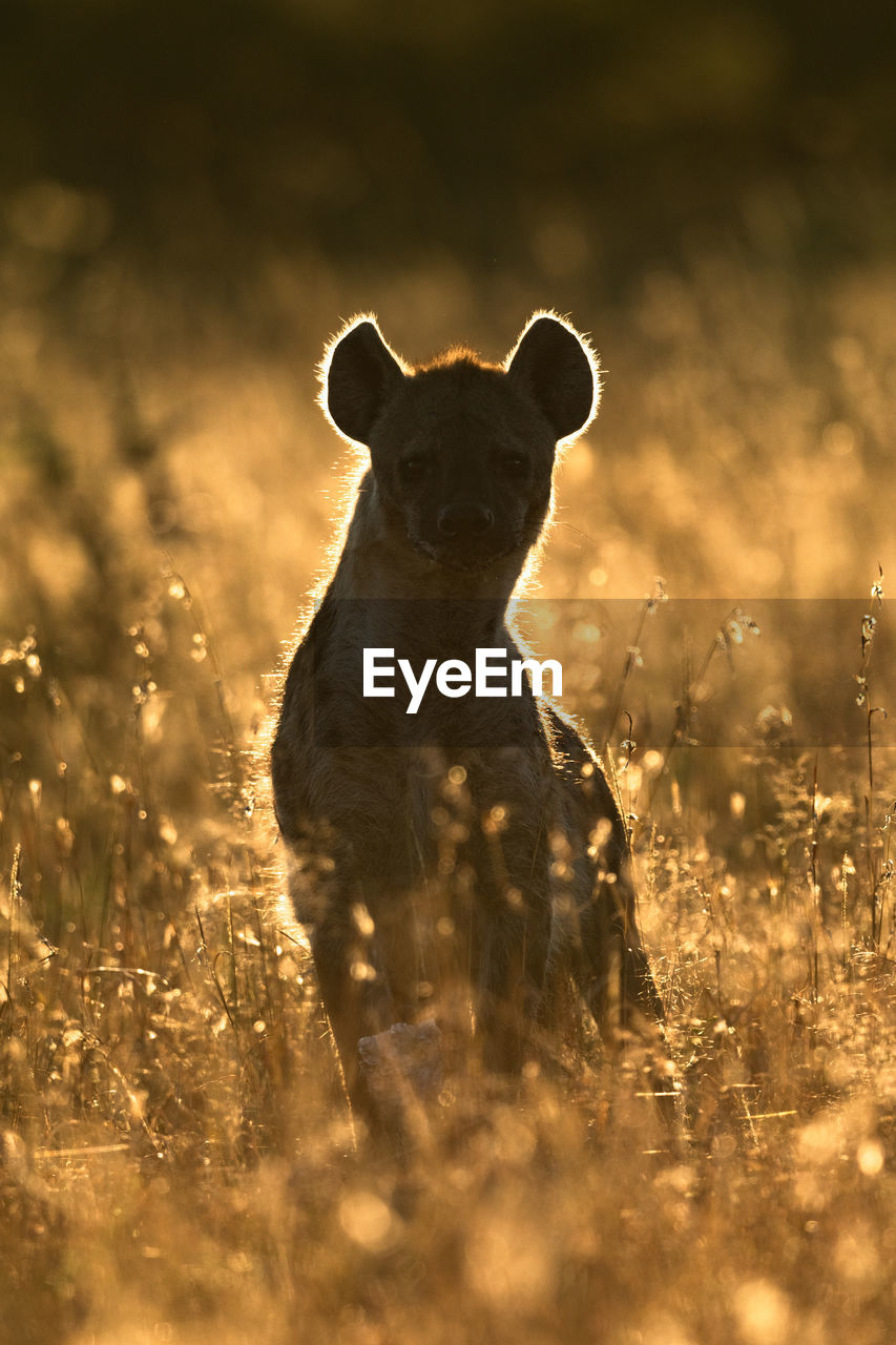 Hyena sitting amidst plants on land during sunset