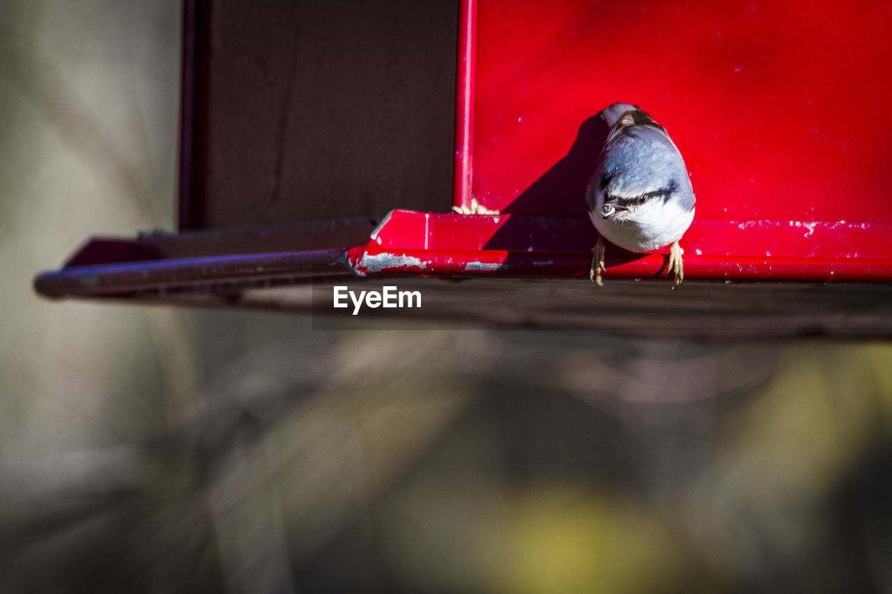 Close-up of bird perching on wooden table