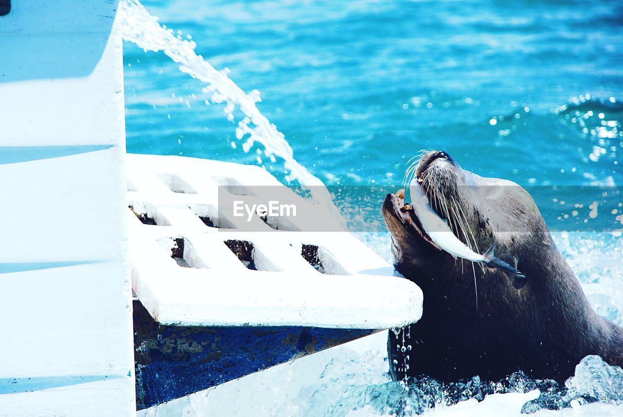 Sea lion eating fish