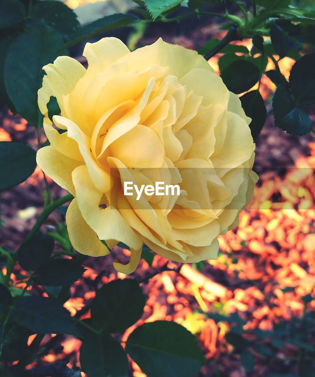 CLOSE-UP OF YELLOW FLOWER BLOOMING