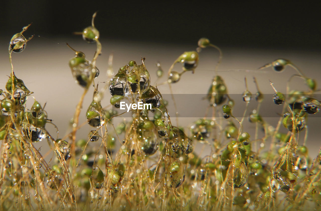 CLOSE-UP OF WET SPIDER ON PLANT