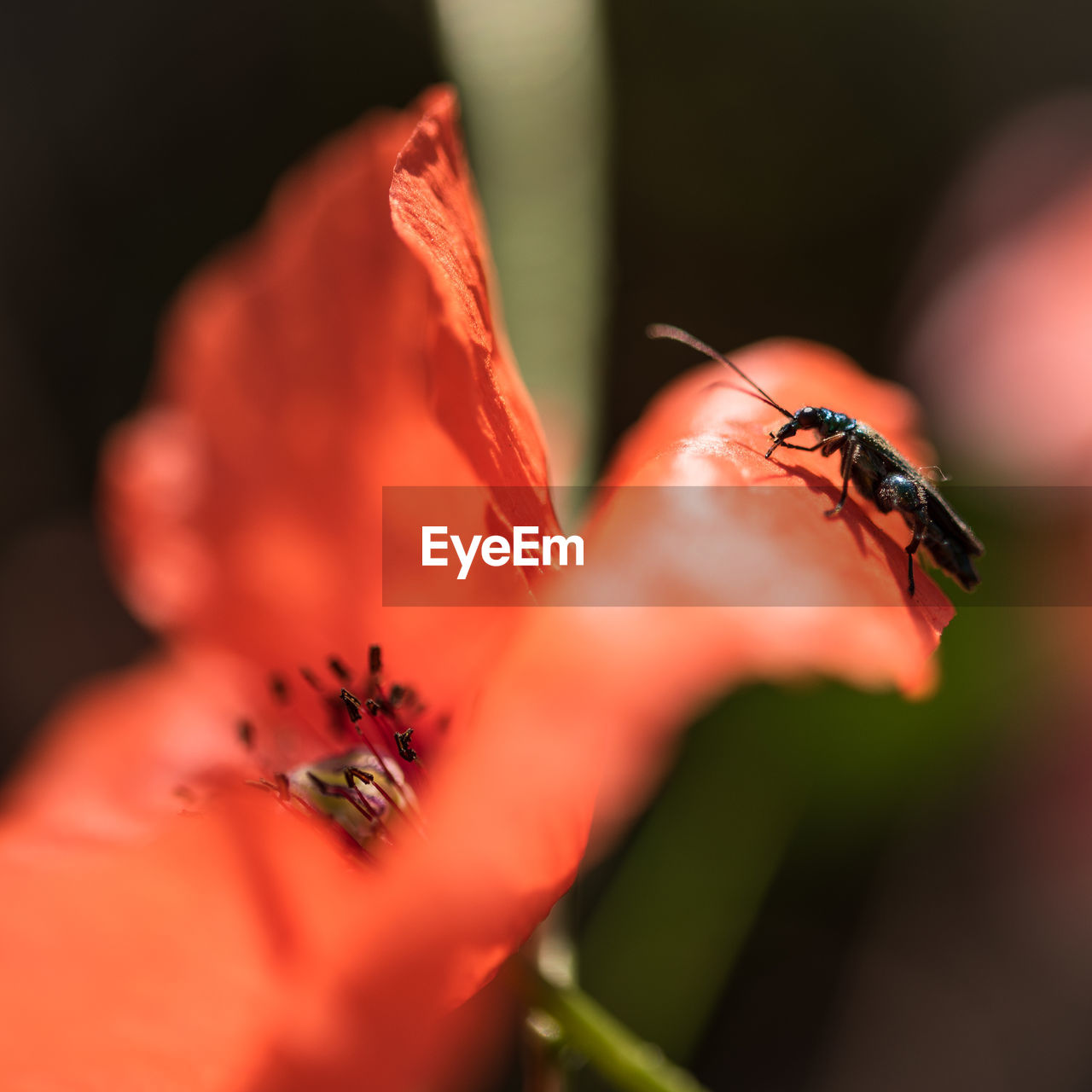 CLOSE-UP OF INSECT POLLINATING ON FLOWER