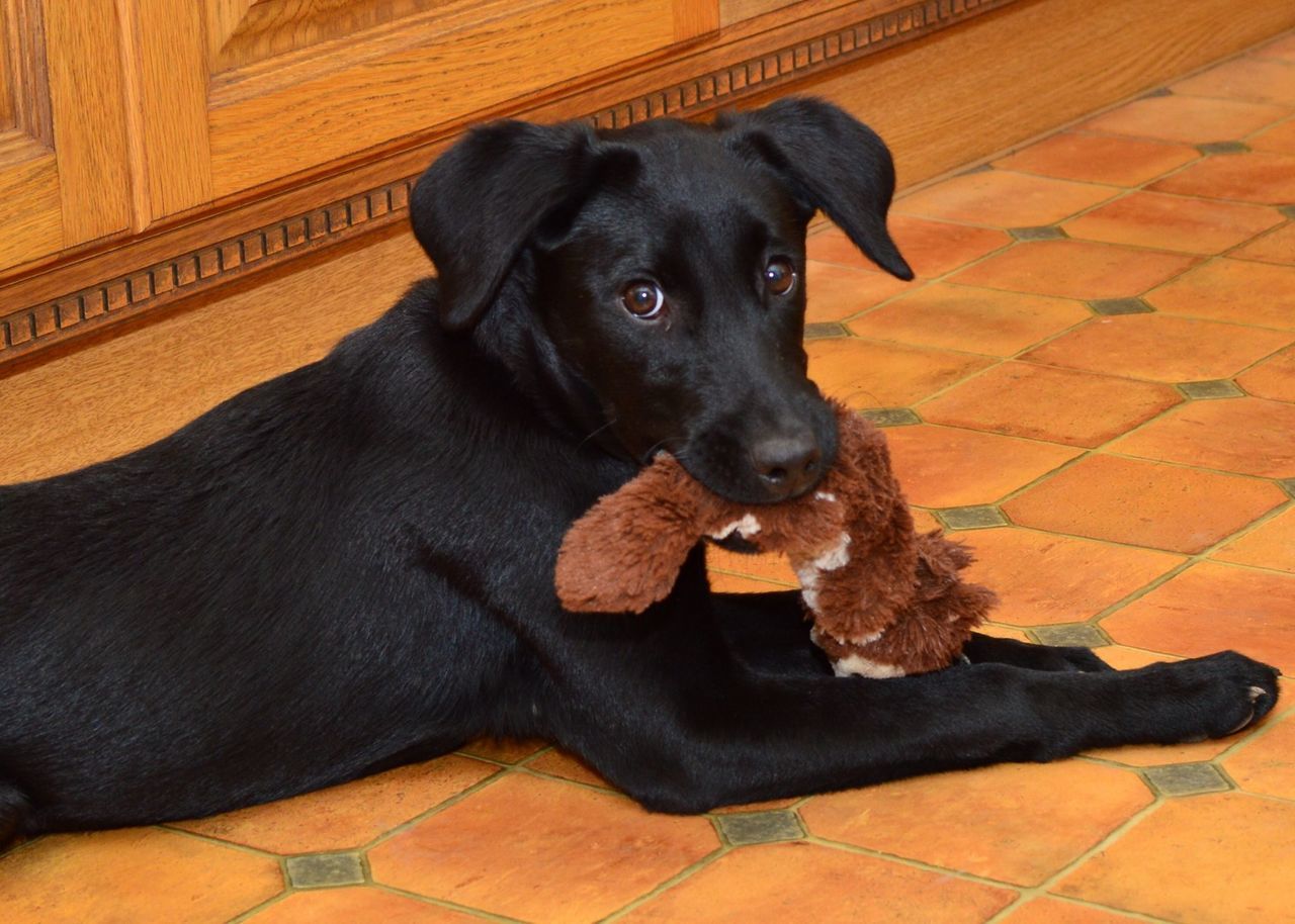 Black dog holding toy in its mouth