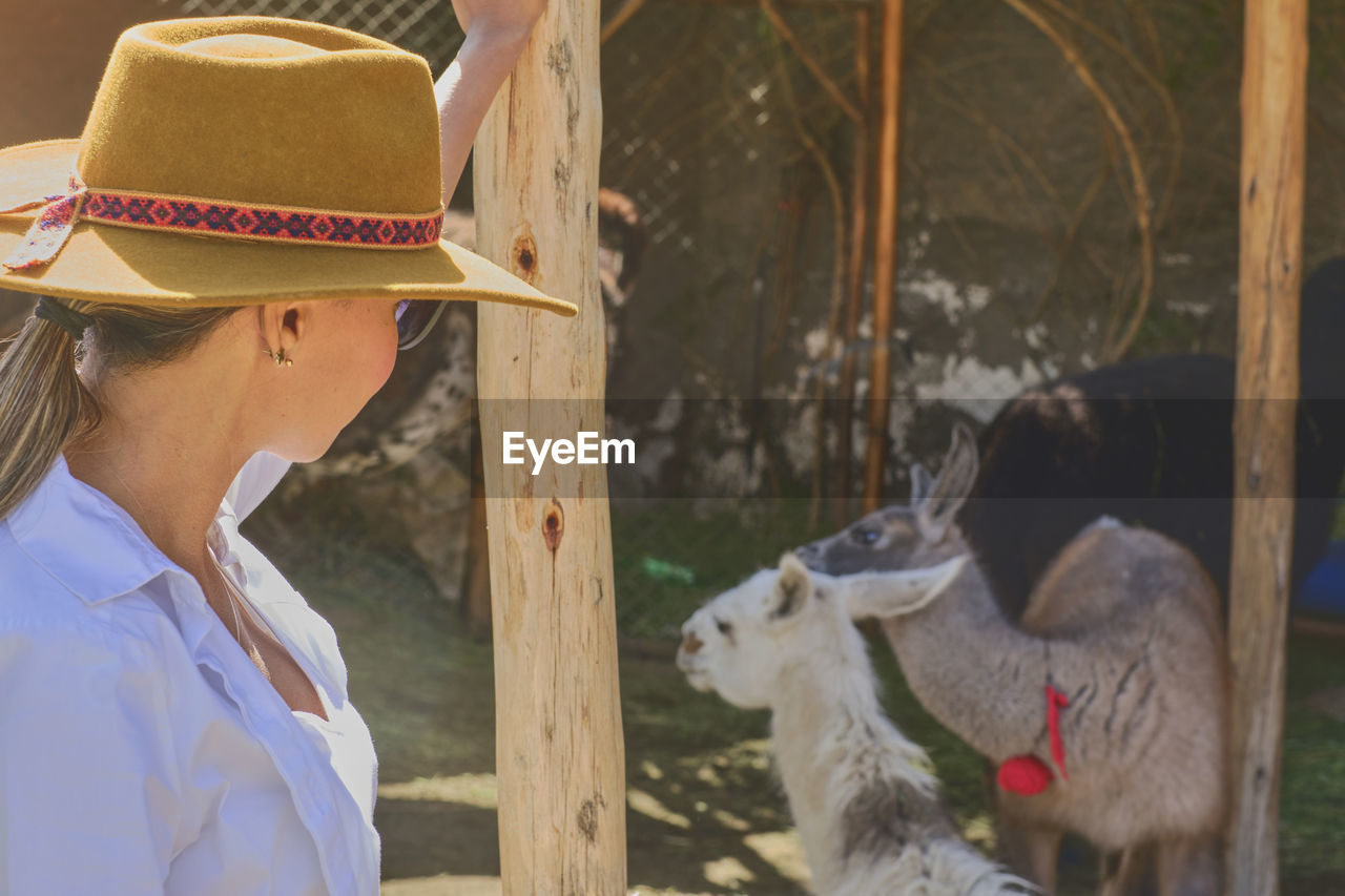 Young tourist takes selfies of alpacas and llamas on the farm. feeding alpacas. farm life concept.