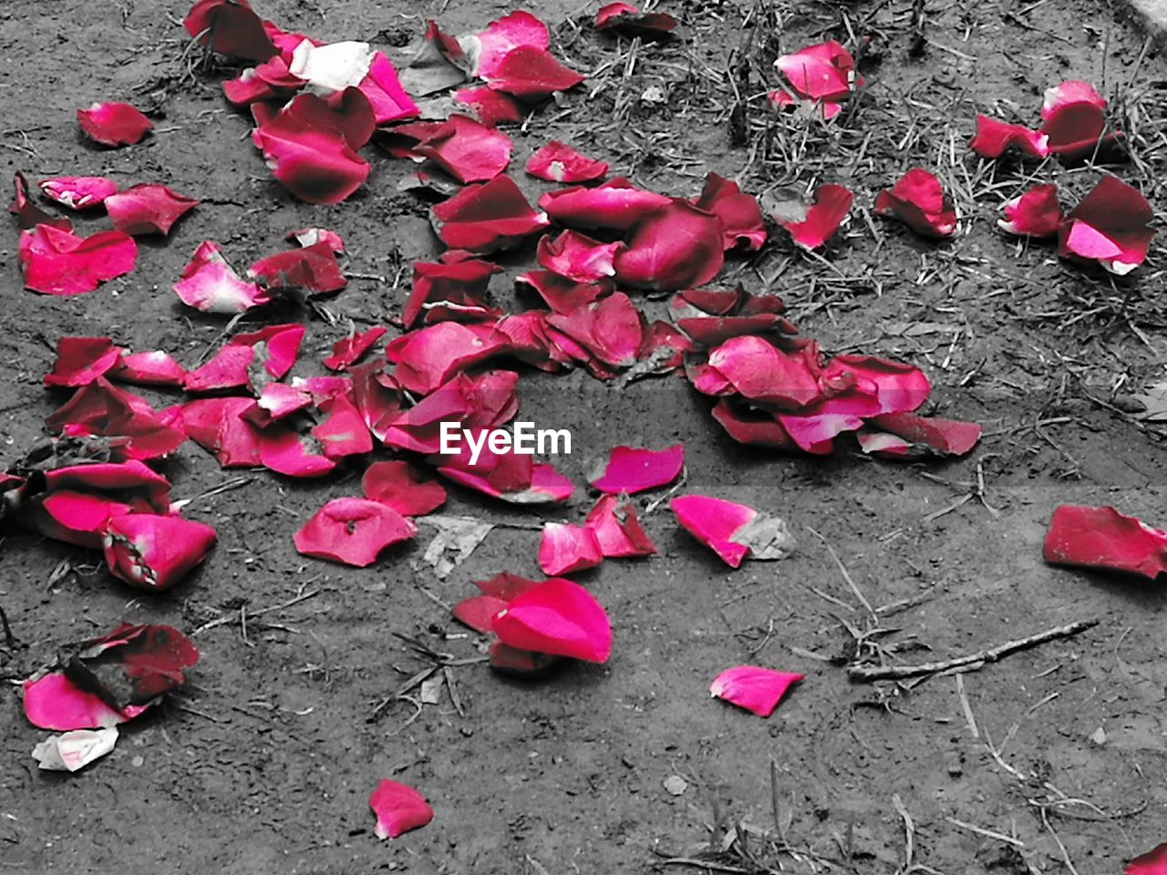 CLOSE-UP OF HEART SHAPE ON PINK PETALS