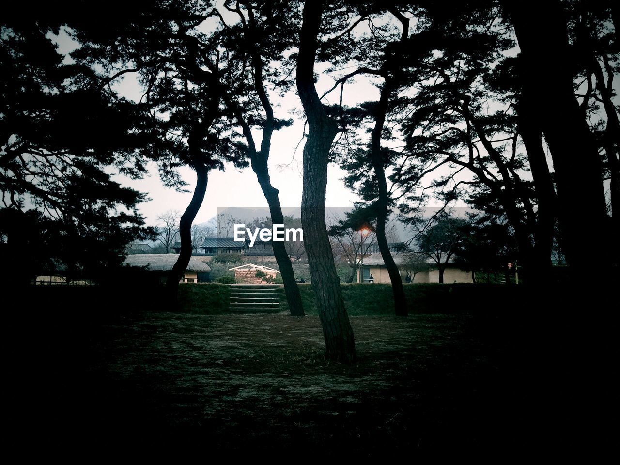 BARE TREES IN THE FOREST