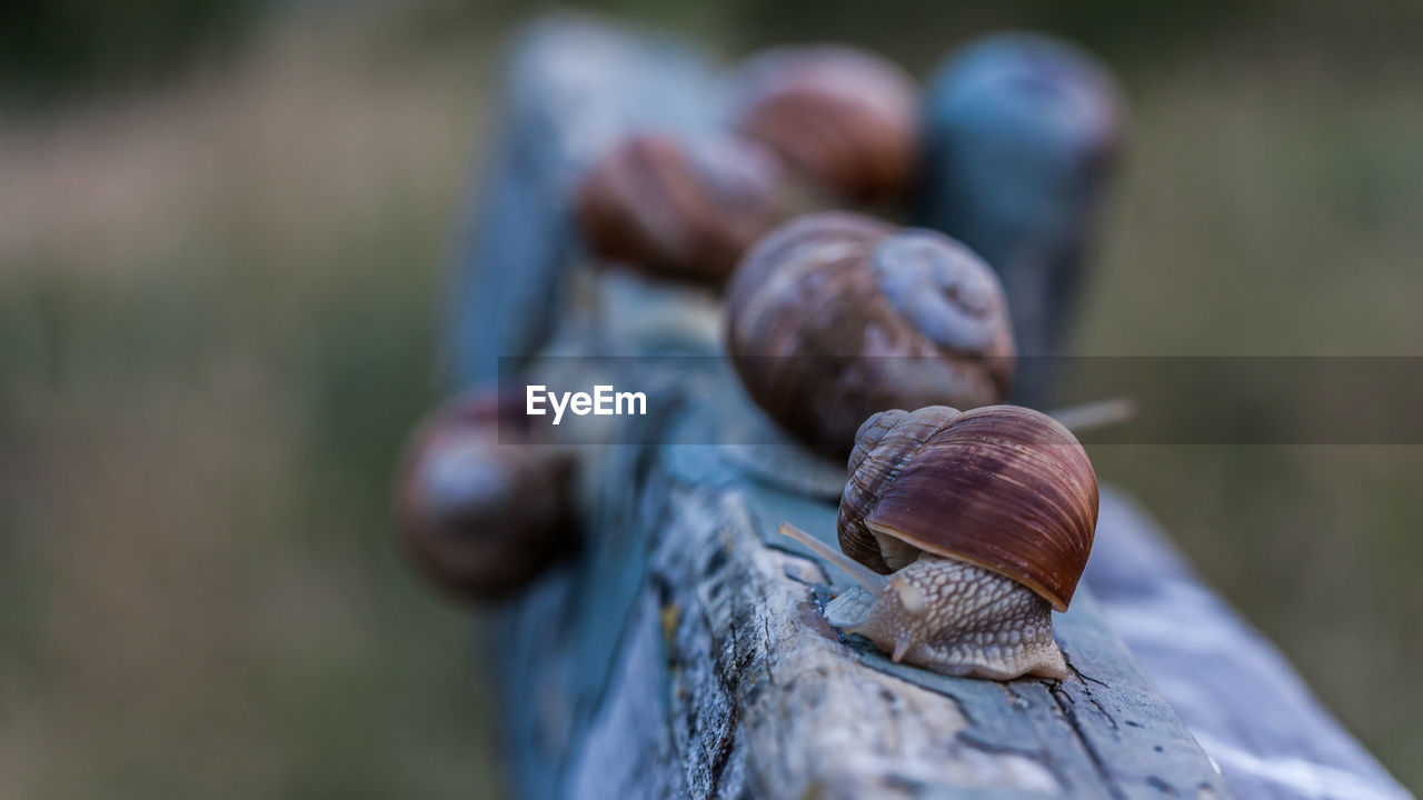 Close-up of snail on wooden railing