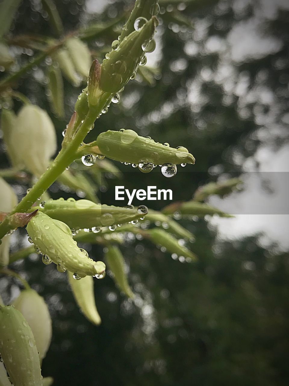 CLOSE-UP OF WET PLANT