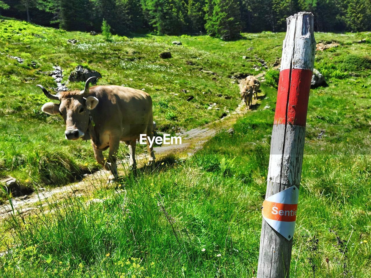 portrait of cow standing on field